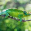 Jackson-Dreihorn-Chamäleon, Trioceros jacksonii xantholophus