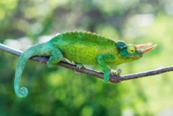 Jackson-Dreihorn-Chamäleon, Trioceros jacksonii xantholophus