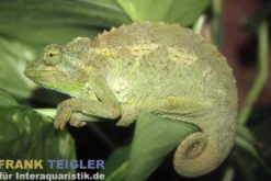 Jackson-Dreihorn-Chamäleon, Trioceros jacksonii xantholophus