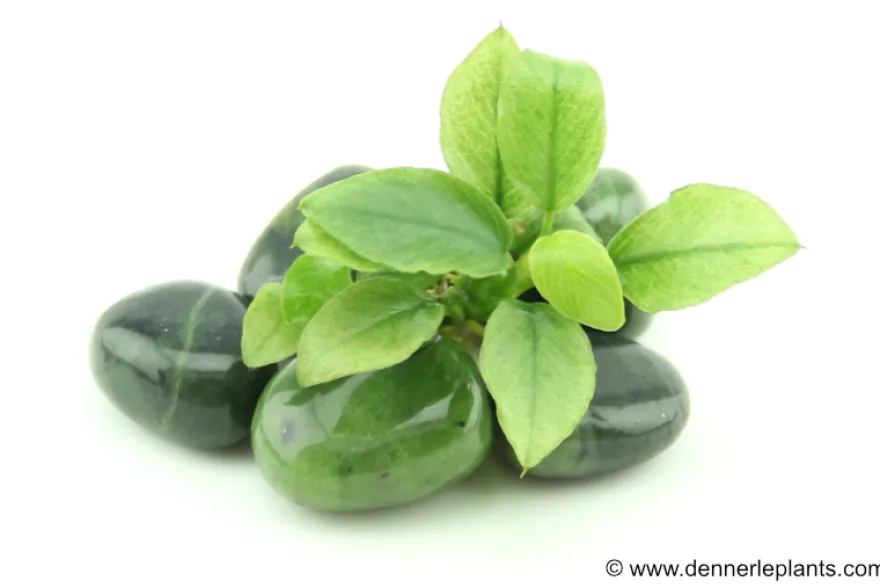 Jade-Zwergspeerblatt, Anubias nana "Jade", im Topf