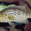Jaguarcichlide, Parachromis managuensis
