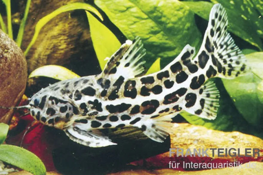 Jaguardornwels, Liosomadoras oncinus