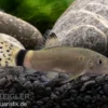 Jaguar-Prachtschmerle, Yasuhikotakia splendida