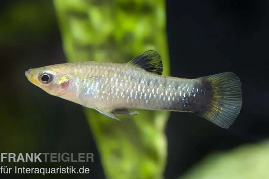 Jamaikakärpfling, Limia melanogaster, gemischt