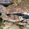 Japanische Erdkröte, Bufo japonicus DNZ