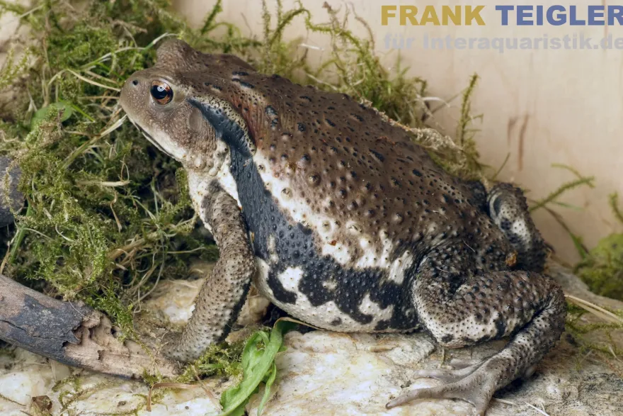 Japanische Erdkröte, Bufo japonicus DNZ