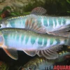 Japanischer Drachenfisch, Zacco platypus, 4-5 cm (Kaltwasser & Warmwasser)
