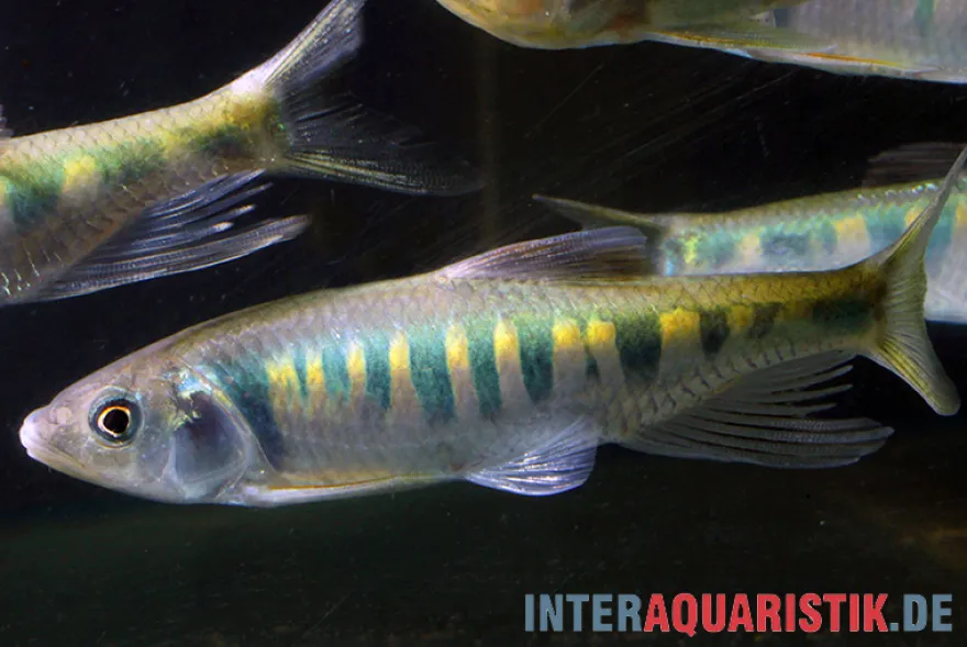 Japanischer Drachenfisch, Zacco platypus, 4-5 cm (Kaltwasser & Warmwasser)
