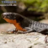 Japanischer Feuerbauchmolch, Cynops pyrrhogaster