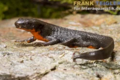 Japanischer Feuerbauchmolch, Cynops pyrrhogaster