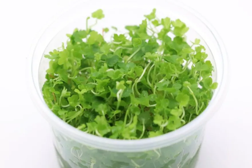 Japanischer Wassernabel, Hydrocotyle tripartita, im 250 ml Becher
