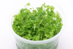 Japanischer Wassernabel, Hydrocotyle tripartita, In Vitro