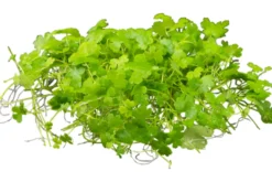 Japanischer Wassernabel, Hydrocotyle cf. tripartita (H. sp. "Japan"), im Topf