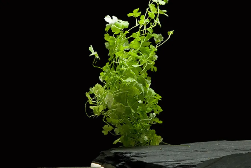 Japanischer Wassernabel, Hydrocotyle cf. tripartita (H. sp. "Japan"), im Topf
