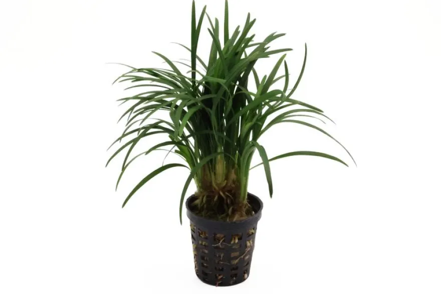 Japanischer Zwergschlangenbart, Ophiopogon japonicus "Kyoto Minima"