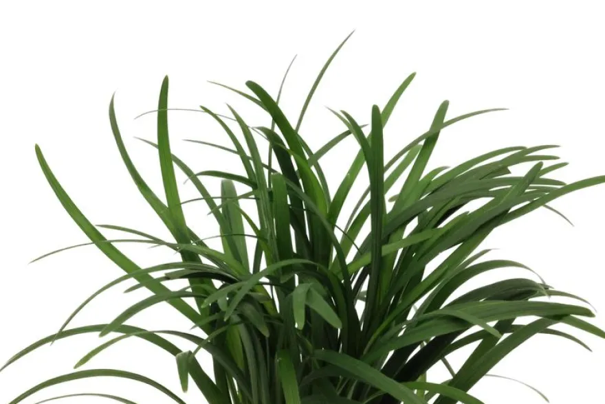Japanischer Zwergschlangenbart, Ophiopogon japonicus "Kyoto Minima"