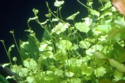 Japanisches Schaumkraut, Cardamine lyrata, im Topf (Auslaufartikel)
