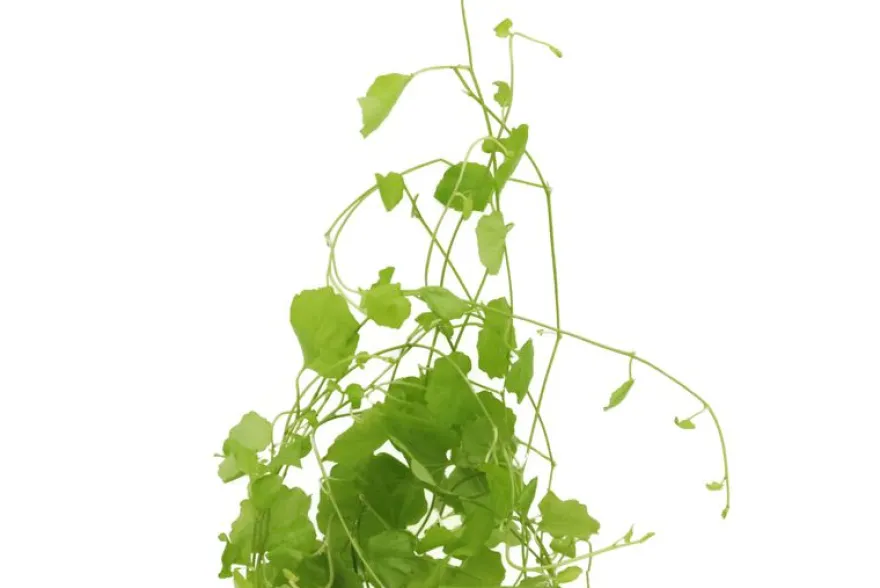 Japanisches Schaumkraut, Cardamine lyrata, im Topf (Auslaufartikel)