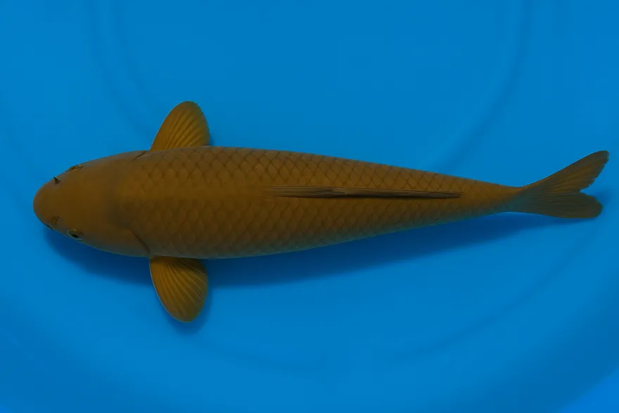 Japan Koi Ikarashi Tosai Chagoi, Cyprinus carpio, 13-15 cm