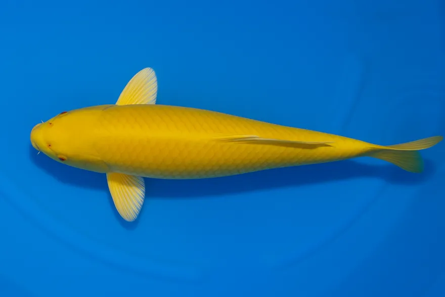 Japan Koi Ikarashi Tosai Kigoi, Cyprinus carpio, 13-15 cm