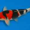 Japan Koi Miyako Tosai Showa, Cyprinus carpio, 11-13 cm