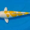 Japan Koi Tanaka Tosai Doitsu Hariwake, Cyprinus carpio, 15-18 cm