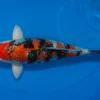 Japan Koi Yagenji Tosai Beni Kikokuryu, Cyprinus carpio, 13-16 cm