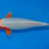 Japan Koi Yagenji Tosai Ginrin Yuki Asagi, Cyprinus carpio, 13-16 cm