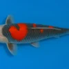 Japan Koi Yagenji Tosai Goshiki, Cyprinus carpio, 13-16 cm