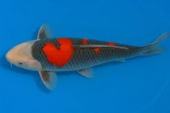 Japan Koi Yagenji Tosai Goshiki, Cyprinus carpio, 13-16 cm