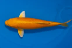 Japan Koi Yagenji Tosai Orenji Ogon, Cyprinus carpio, 13-16 cm