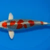 Japan Koi Yamanaka Tosai Kujaku, Cyprinus carpio, 13-18 cm