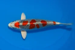 Japan Koi Yamanaka Tosai Kujaku, Cyprinus carpio, 13-18 cm