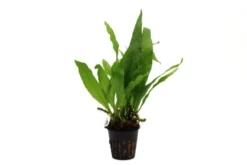 Javafarn, Microsorum pteropus, XL Topf, Mutterpflanze
