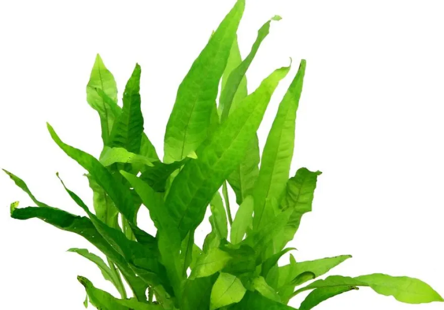 Javafarn, Microsorum pteropus, XL Topf, Mutterpflanze