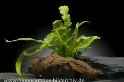 Javafarn, Microsorum pteropus, XL Topf, Mutterpflanze