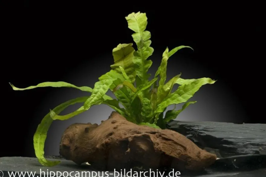 Javafarn, Microsorum pteropus, im Topf