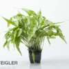 Javafarn, Microsorum pteropus, XXL Topf, Mutterpflanze