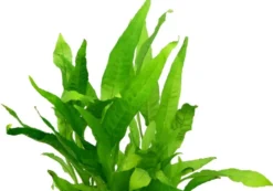 Javafarn, Microsorum pteropus, XXL Topf, Mutterpflanze