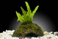 Javafarn, Microsorum pteropus, auf Kokosnussschale