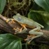 Java-Flugfrosch, Rhacophorus reinwardtii