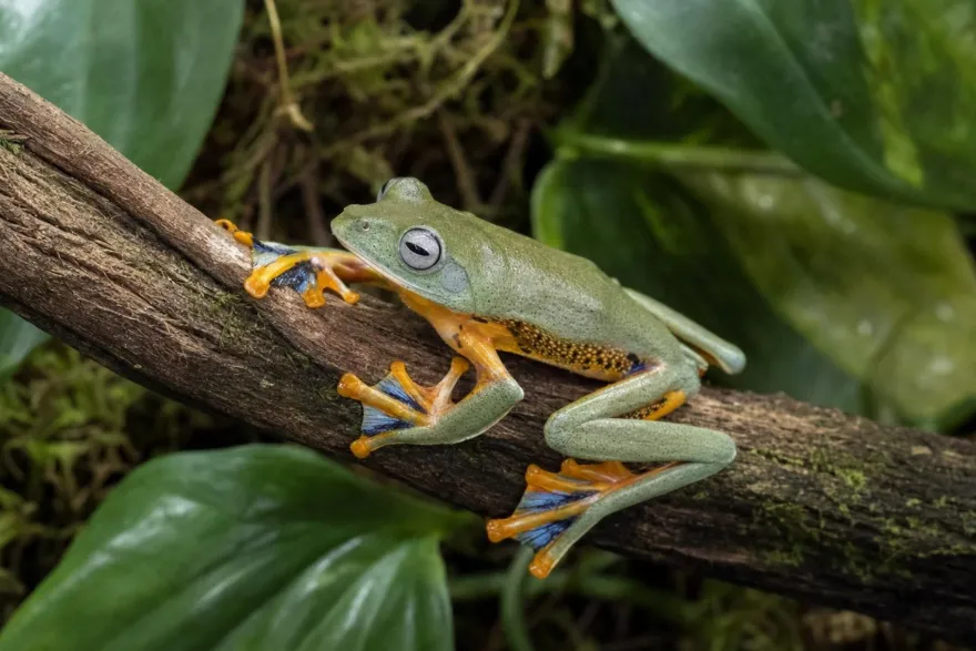 Java-Flugfrosch, Rhacophorus reinwardtii