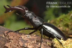 Java-Hirschkäfer, Hexarthrius buqueti, gemischt