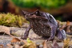 Java Zipfelfrosch, Megophrys montana