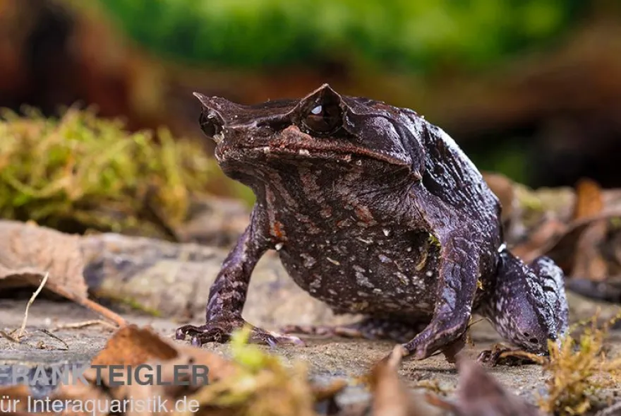 Java Zipfelfrosch, Megophrys montana