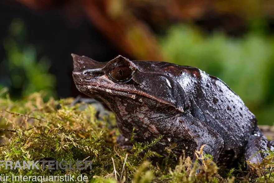 Java Zipfelfrosch, Megophrys montana