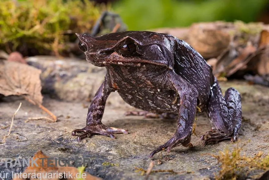 Java Zipfelfrosch, Megophrys montana