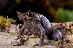 Java Zipfelfrosch, Megophrys montana
