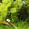 JBL PlaCollect, Planarien-Falle
