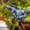Jeansblauer Pfeilgiftfrosch, Dendrobates auratus blau